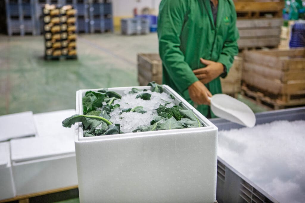 صندوق فلين خضار